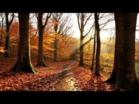 Bahtiyar Özdemir FT. Didem Eryılmaz-Kardelen Cover