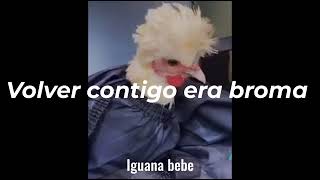 Calibre 50 - Ni que estuvieras tan buena Letra