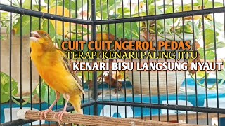 Download lagu kenari gacor panjang Cuit Cuit EMOSI, Pancingan Kenari Paud Belajar Bunyi, terapi AMPUH Kenari MACET mp3