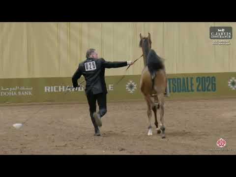 GCAT Americas Scottsdale 2026   Class   Yearling Fillies Championship