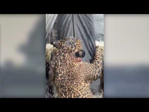 A jaguar was rescued after hours of struggling in the Rio Negro in Manaus, Brazil.