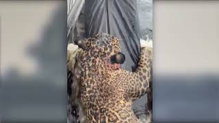 A jaguar was rescued after hours of struggling in the Rio Negro in Manaus, Brazil.