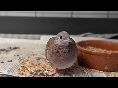 Quite a relaxing dove vlog! (Vlog 84 - Life with doves)