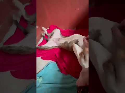 Vídeo de Joey