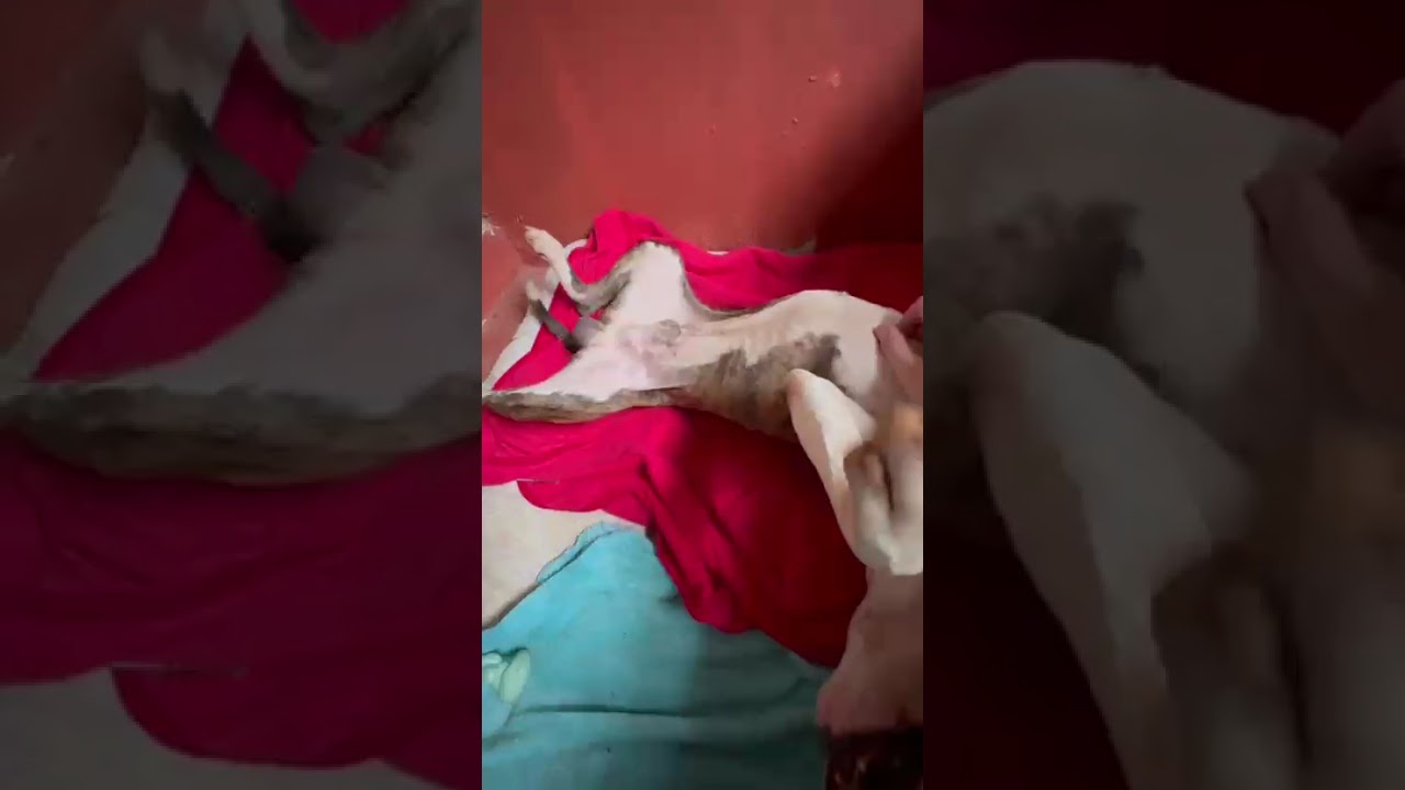 Cachorro raça Bull Terrier idade 3 anos nome Joey