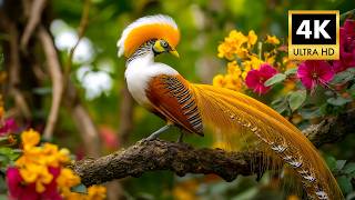 Download lagu Top 500 Natural Bird Sounds | Soft Piano Melodies for Deep Relax ,Stress Relief,Emotional Healing mp3