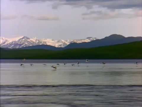 William Stupid Overture - Weasel Buster Tribe