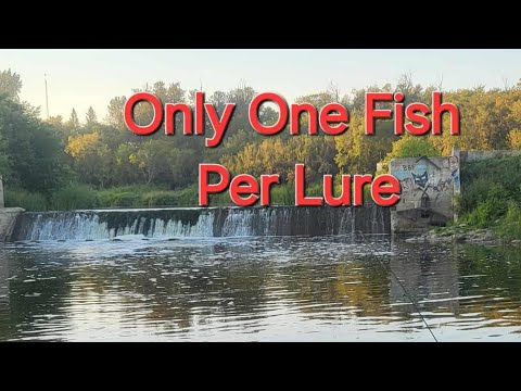 Only One Fish Per Lure.