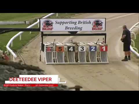 The 74th Two Year Old Produce Stakes - Heat 10 - Deeteedee Viper