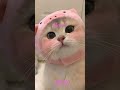 Pink Pussy Cat Pussycat Pink Cat Devo