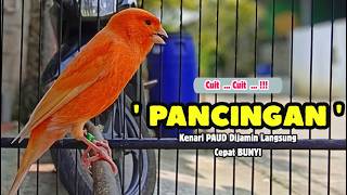 Download lagu KENARI GACOR Panjang, Suara PANCINGAN Kenari PAUD Belajar Bunyi Ngeriwik | Masteran Kenari Paud #750 mp3 Download lagu KENARI GACOR Panjang, Suara PANCINGAN Kenari PAUD Belajar Bunyi Ngeriwik | Masteran Kenari Paud #750 mp3