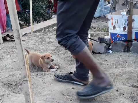 dogs life in bangladesh