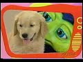 Treehouse TV I Can Do It Pet Care