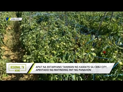 Regional TV News: 4-hectares taniman ng kamatis sa Cebu City, apektado ng matinding init ng panahon