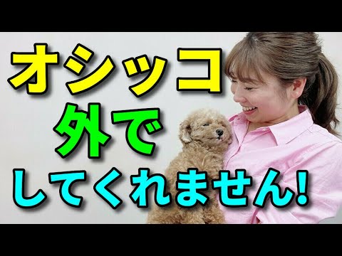 犬が室内で排尿しないようにするためのコツ