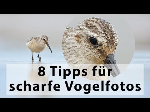 Tutorial - 8 Tipps für scharfe Vogelfotos