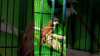 Download lagu Cucak Jenggot Gacor Mbeset Masteran #001 mp3