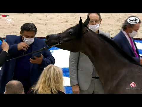 N 31 TAWASEEF ATHBAH   Dubai International Arabian Horse Championship 2021   Yearling Fillies Class