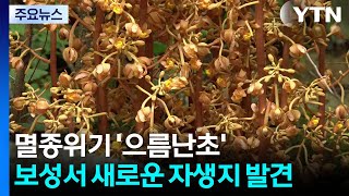 [단독] 멸종위기 '으름난초', 전남 보성서 새로운 자생지 발견 / YTN