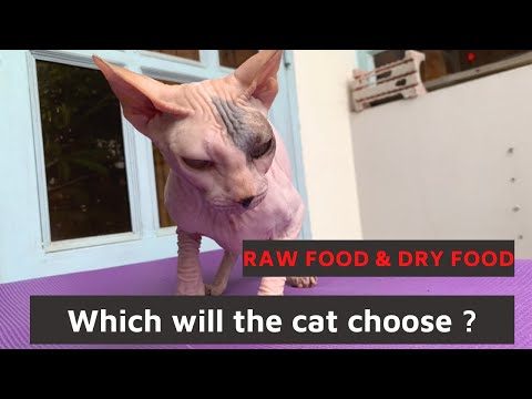 Raw Food & Dry Food (royal canin) , what does sphynx cat choose ??  | Sphynx Kittens
