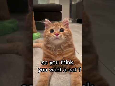 so you want a cat right? think again.