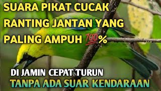Download lagu SUARA PIKAT CUCAK RANTING JANTAN ampuh π―% DIJAMIN turun sampai kebawah mp3 Download lagu SUARA PIKAT CUCAK RANTING JANTAN ampuh π―% DIJAMIN turun sampai kebawah mp3