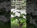 I Am Surrounded By Abundance Daily Affirmation For Positive Thinking Affirmation Motivation