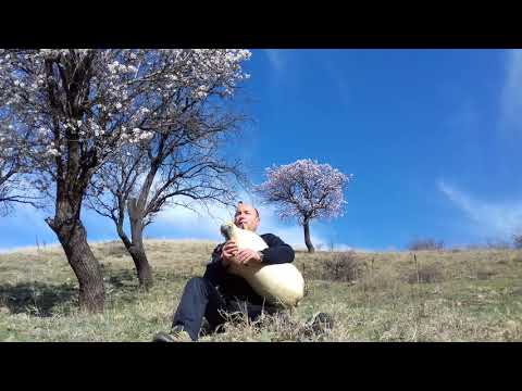 Goranco Angelov Gajda - Proletna Gajda