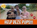 Curaçao #9 - Een pupje adopteren | DierenpraatTV