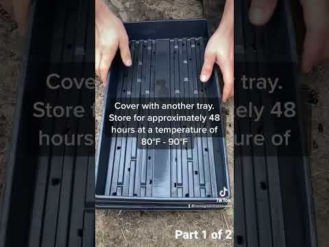 How To Grow Sunflower Microgreens In 5 Easy Steps! Part 1 of 2