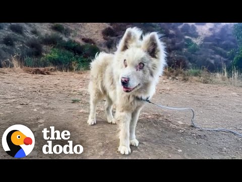 Abandoned Blind Husky Has The Best Glow Up | The Dodo