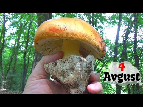 Carevka - Kneginja - Blagva  / Lat. Amanita caesarea