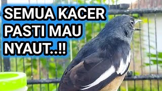 Download lagu TERAPI KACER STRES DAN MACET BUNYI | KACER BETINA GACOR MINTA KAWIN mp3
