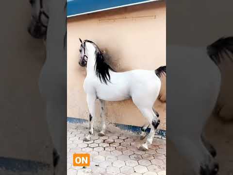 , title : 'Cavalo Árabe'