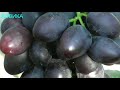 Шахиня ирана описание сорта