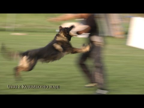 IPO Protection Training - 26.7.2014 / K9 Ambassador - Dog Training Centre