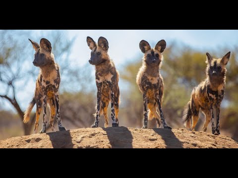 Алуурчин ноход буюу Killer canines