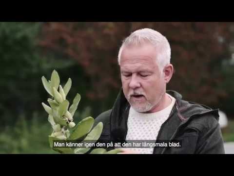 Invasiva växter - Så tar du bort sidenört | Naturvårdsverket