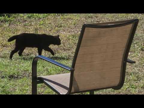Stray cat attacks my cat in the backyard