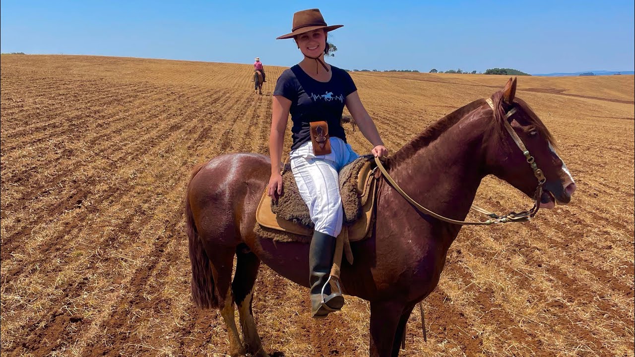 Lida com Gado: Atravessamos com as Vacas na BR