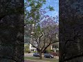 Jacaranda @perthcity