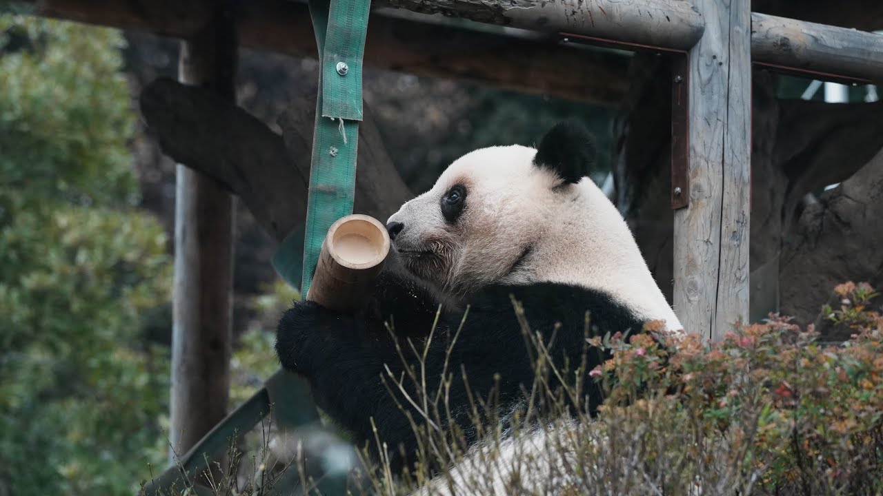 レイレイは竹筒のおやつチェック&もぐもぐシャオシャオ（2025/12/25 15:30ラスト回）