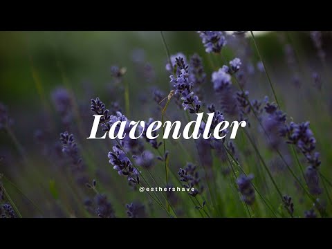 Esthers Have Lavendler