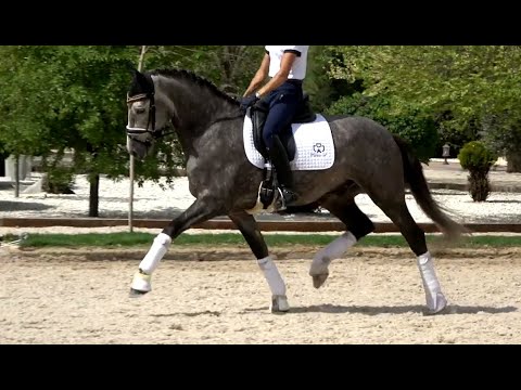 Spanish horse for Sale | Dressage Prospect PRE gelding 2018 (#MP531)