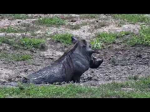 Djuma: Warthog, Impalas and Kudus - 11:04 - 11/29/20