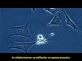 Morte Celular Programada, Apoptose  - Vídeo sob Microscópio (Legendado)