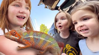 a CHAMELEON joins the FAMiLY!! Picking the Perfect new Pet to share then Camping at pirate island!