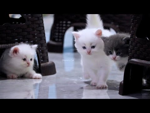 Chella kuttinga evlo cute ah pandranga😘