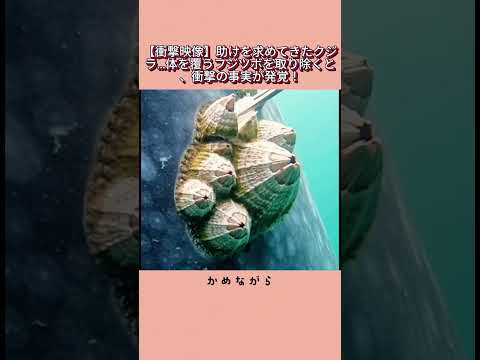 助けを求めてきたクジラ…体を覆うフジツボを取り除くと、衝撃の事実が発覚！