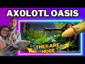Creating an AXOLOTL aquascape for our FOUR underwater salamanders